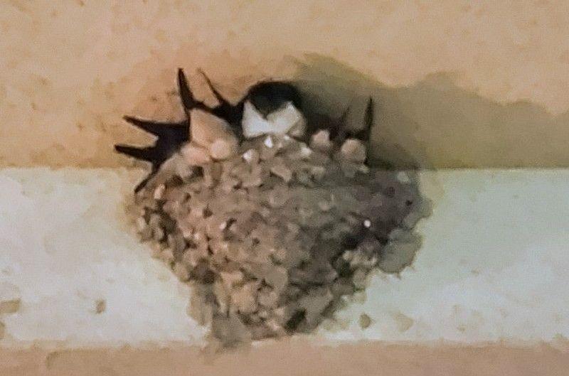 燕の巣に居る親子の写真