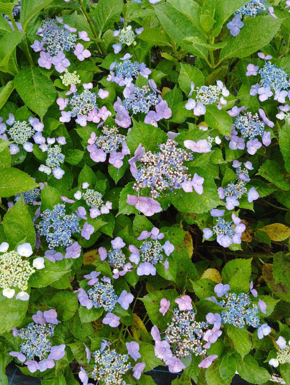 たくさんのアジサイの花の写真