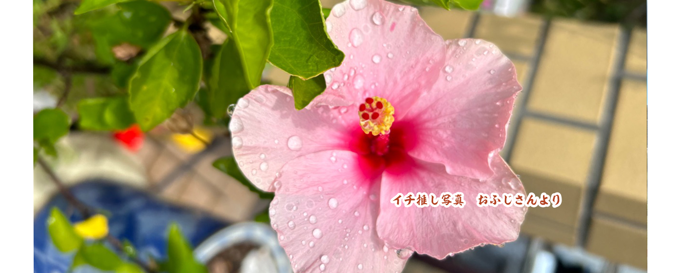 ピンク色の花に水滴が滴っている写真