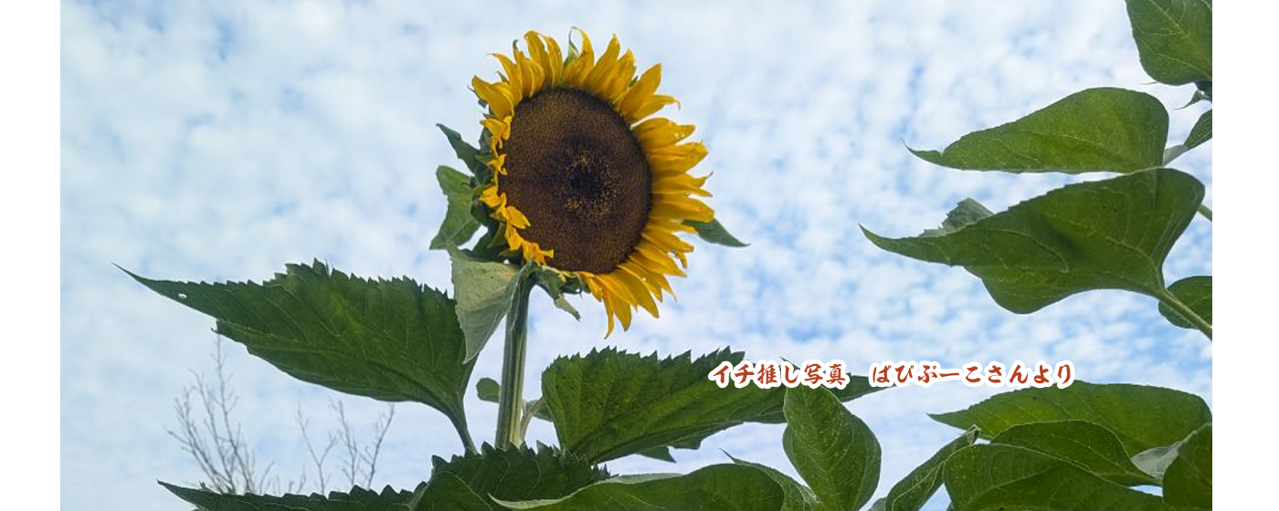 水色の空とひまわりの写真