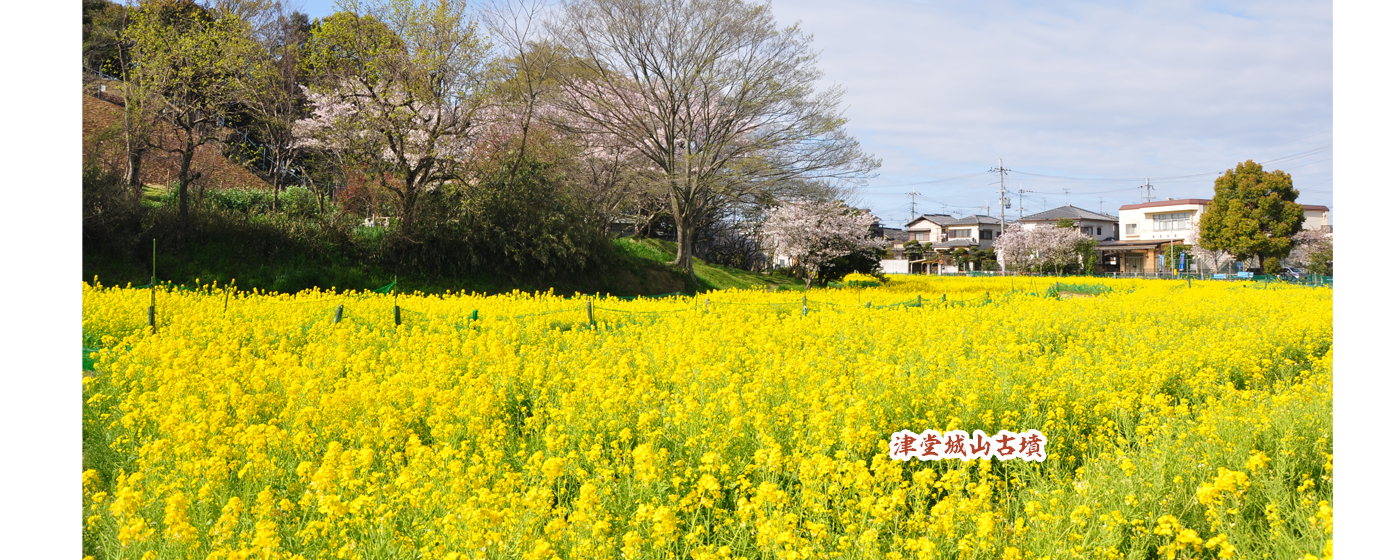 津堂城山古墳に菜の花が咲き誇っている写真
