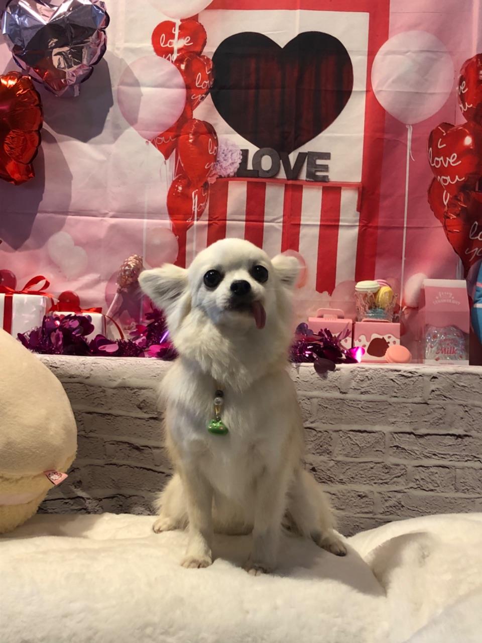 バレンタインの装飾の前で座っている白い犬の写真