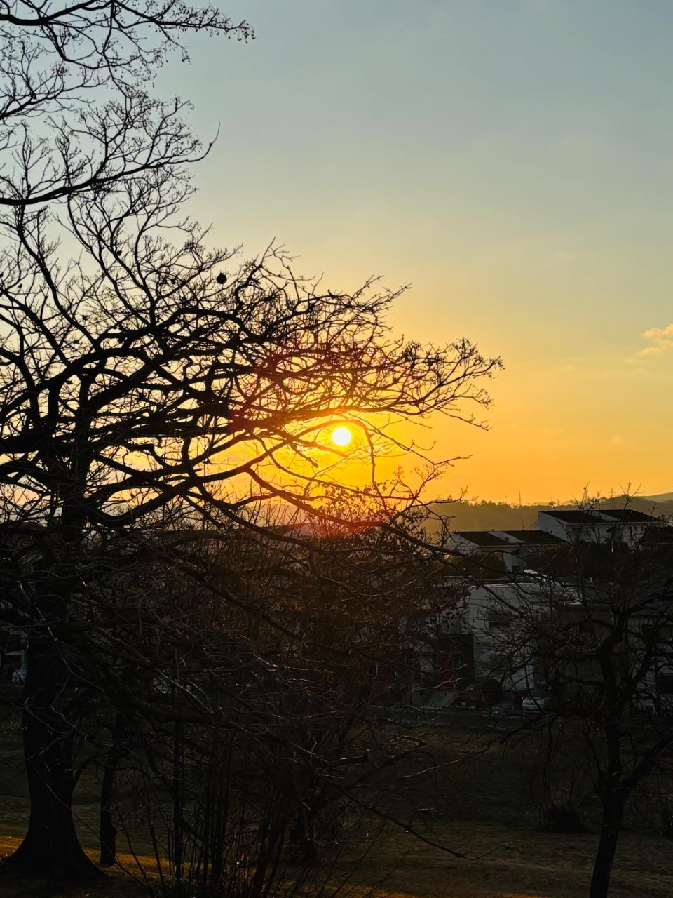 朝焼けと影絵のように写る樹木