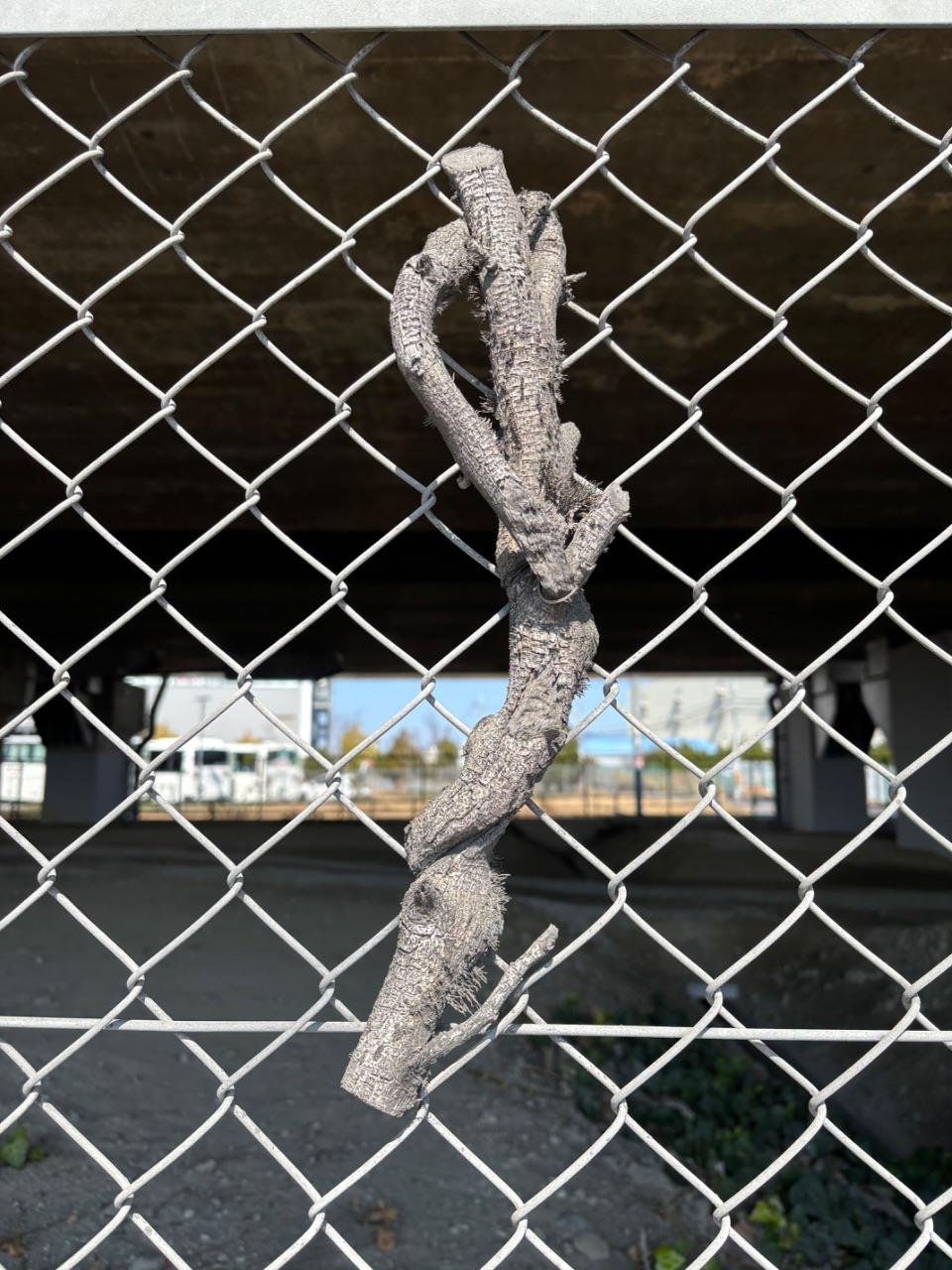 フェンスに絡みつく樹木片