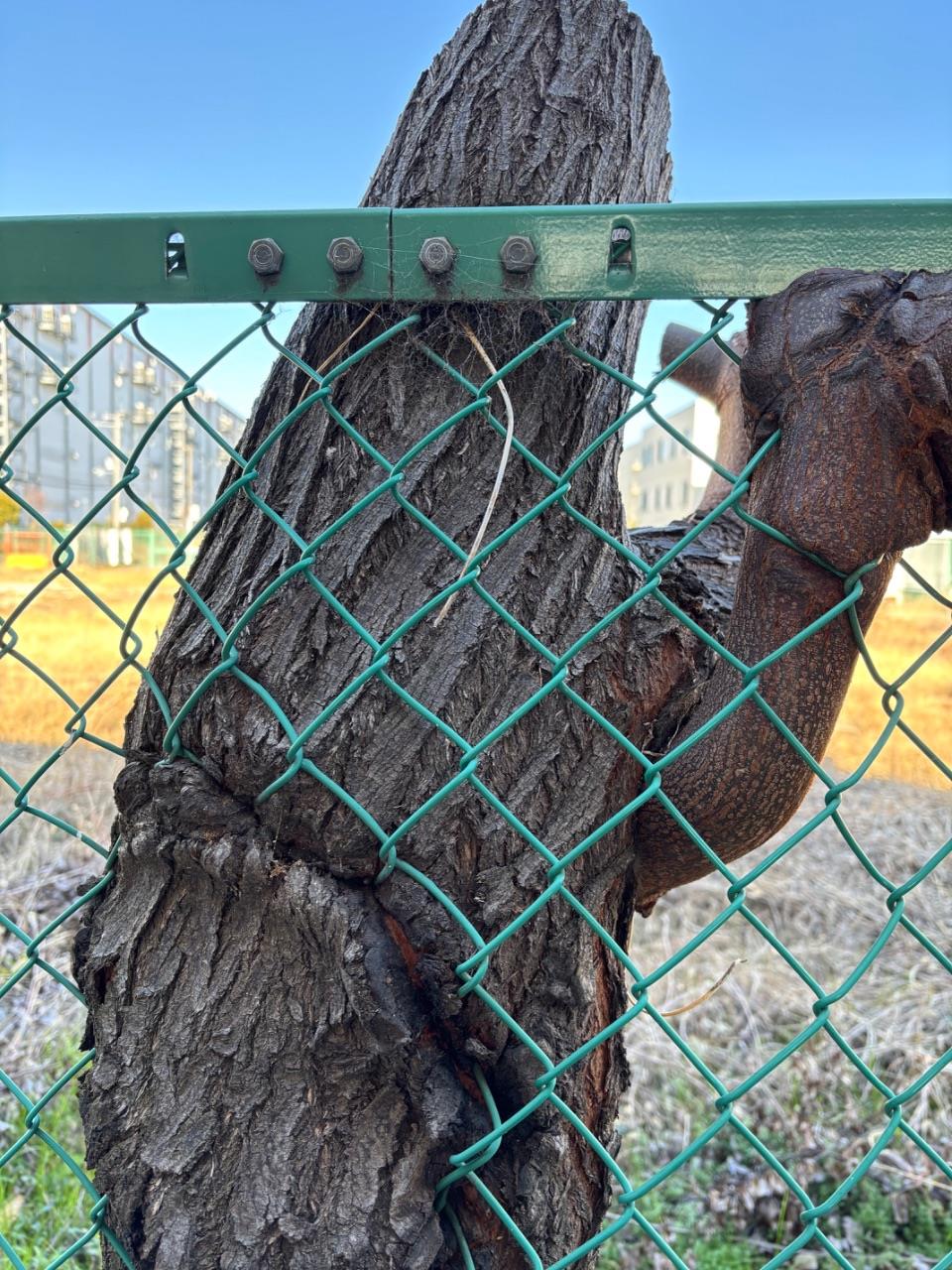 フェンスを巻き込んで育つ樹木