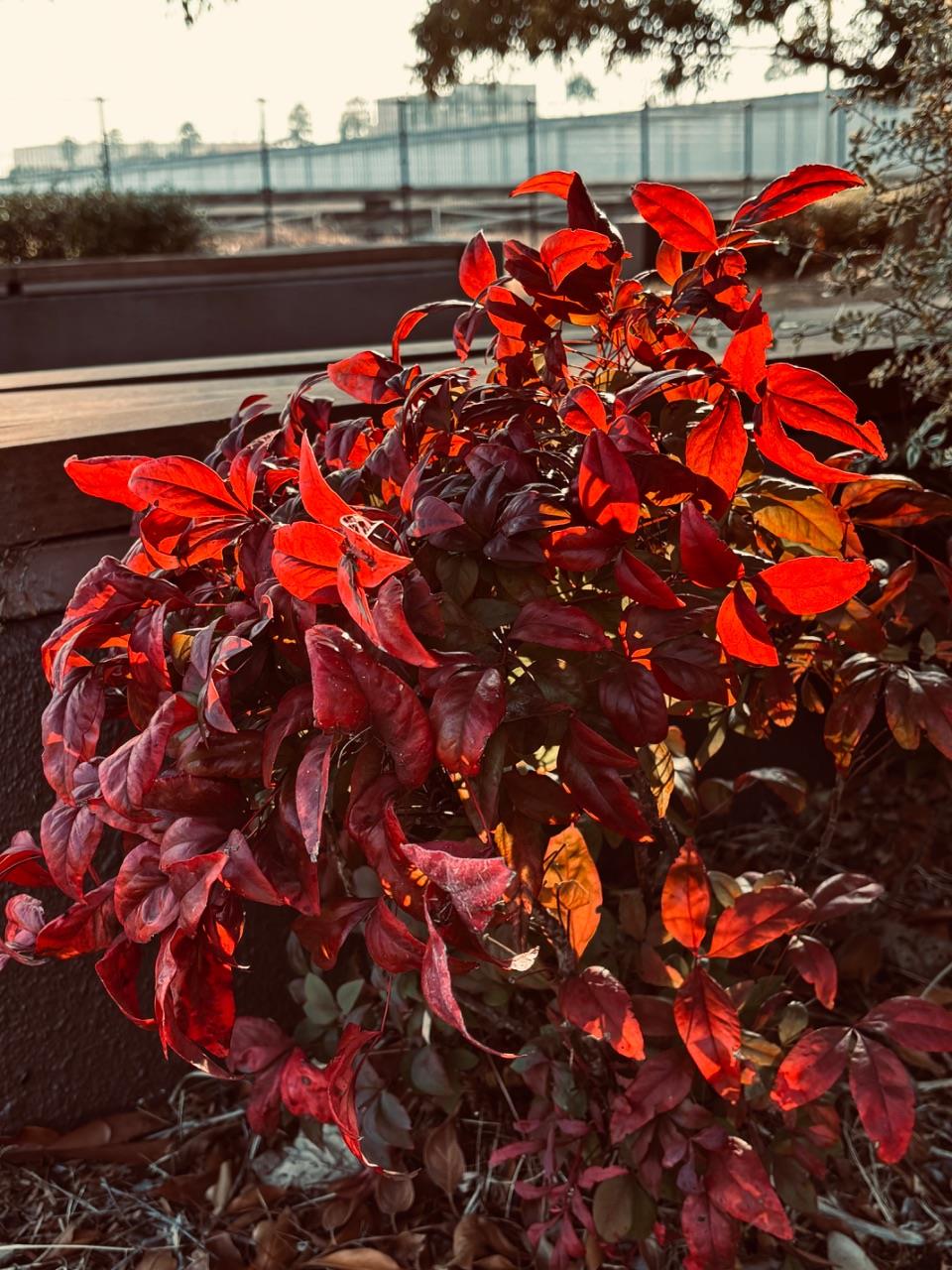 綺麗に照らされた紅葉