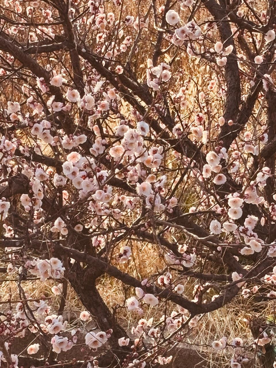 綺麗に咲く梅の花