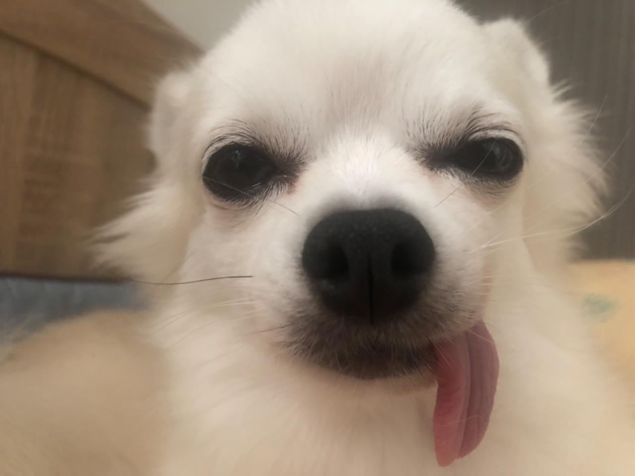 白い犬が舌を出している写真