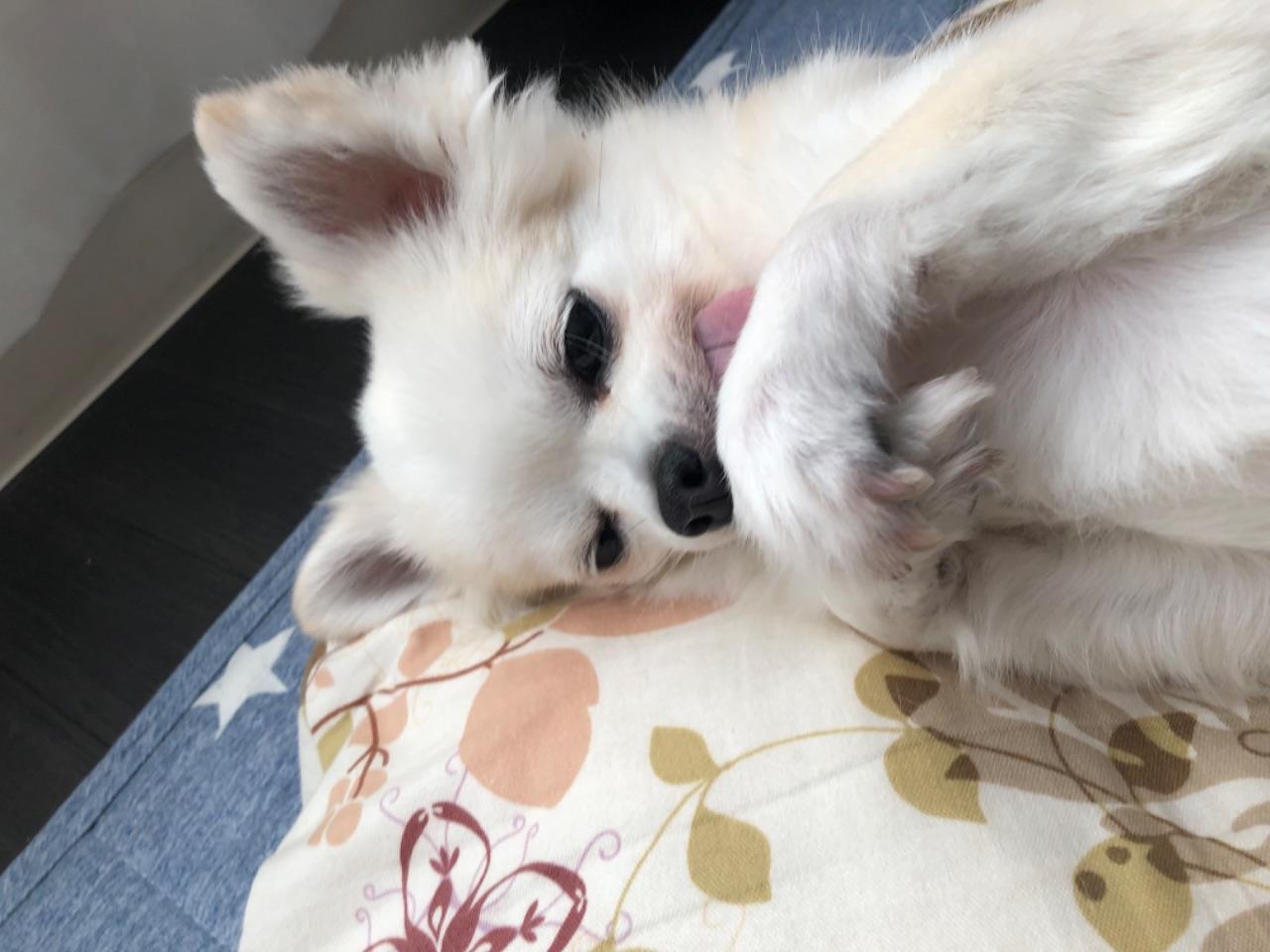 白い犬が口の前で手をクロスしている写真