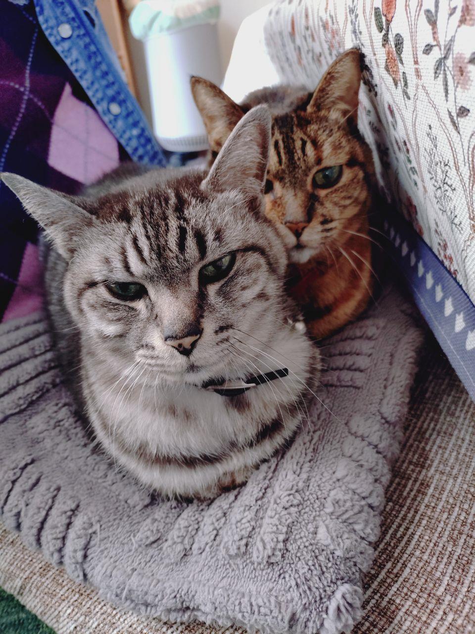 茶色とグレーの猫が二匹並んで座っている写真