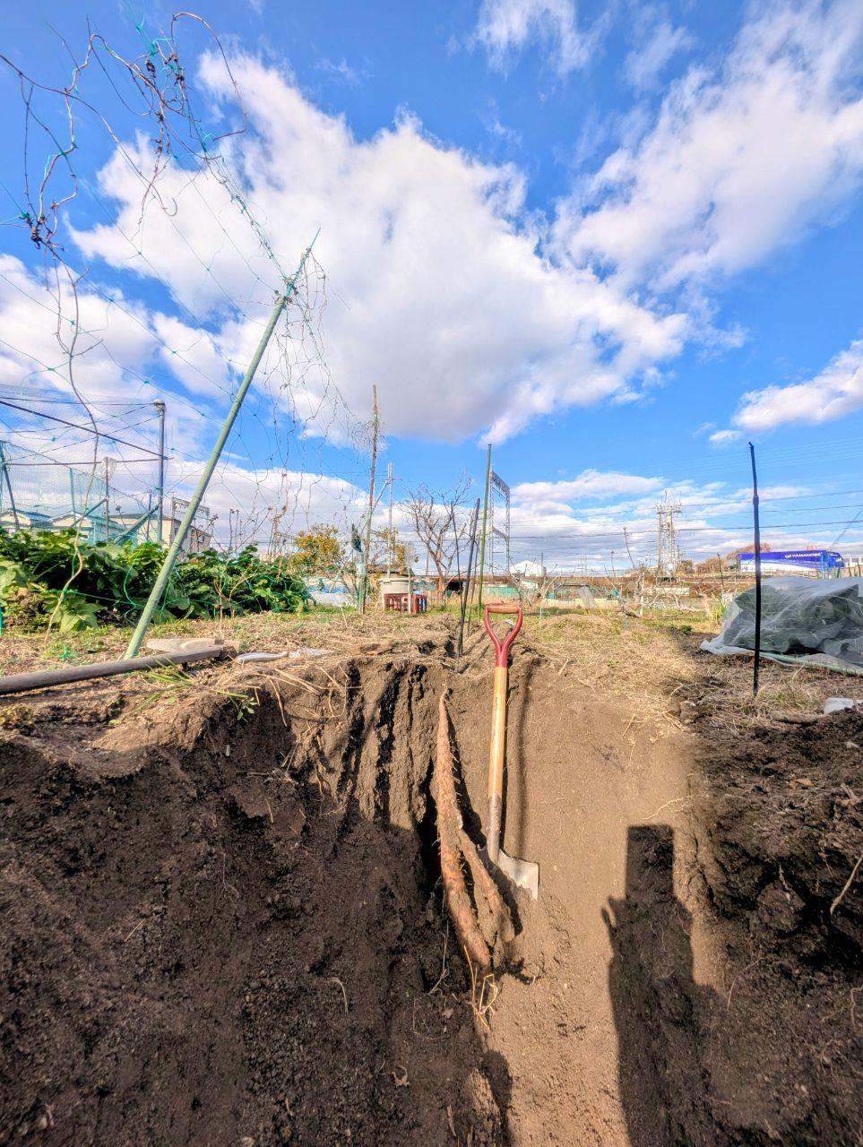 長芋堀りで採れた長芋の写真