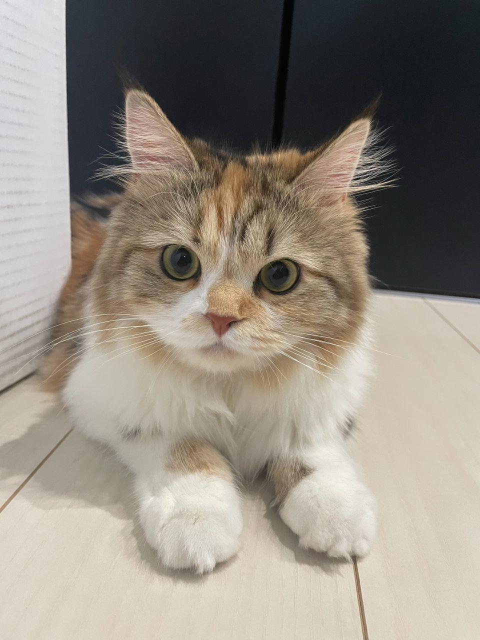 茶色と白の猫がふせている写真