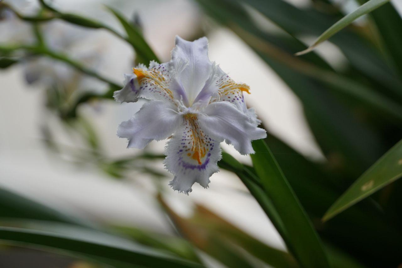 白い花びらの花が咲いているアップの写真