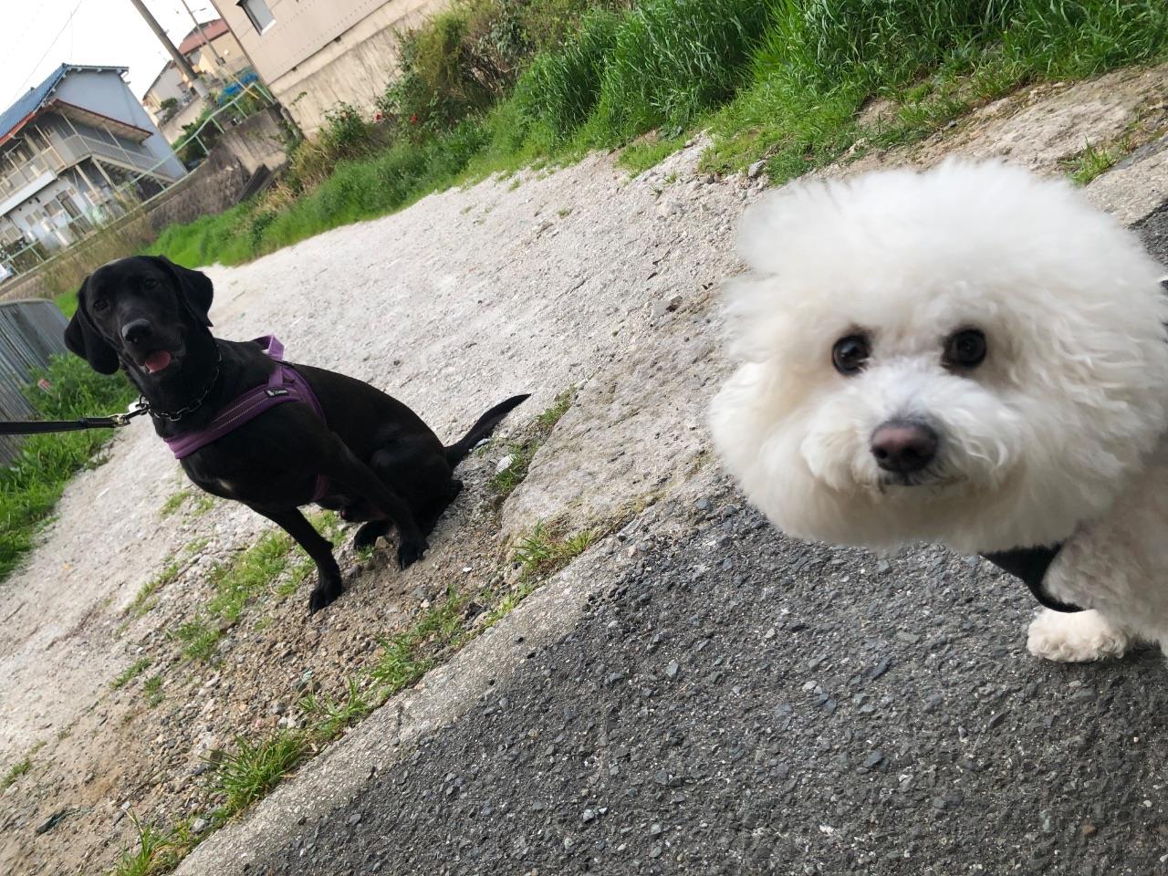 黒い犬と白い犬が距離を置きながら座っている写真