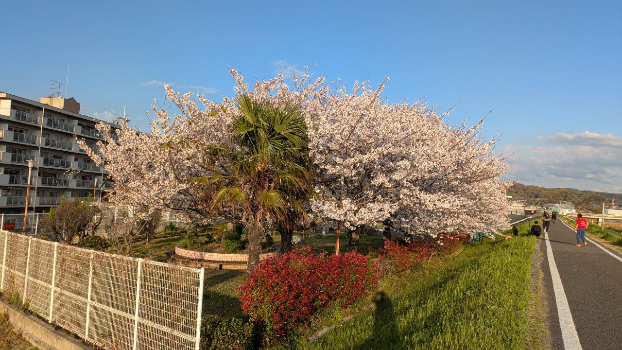 川北児童公園に咲く満開の桜の写真