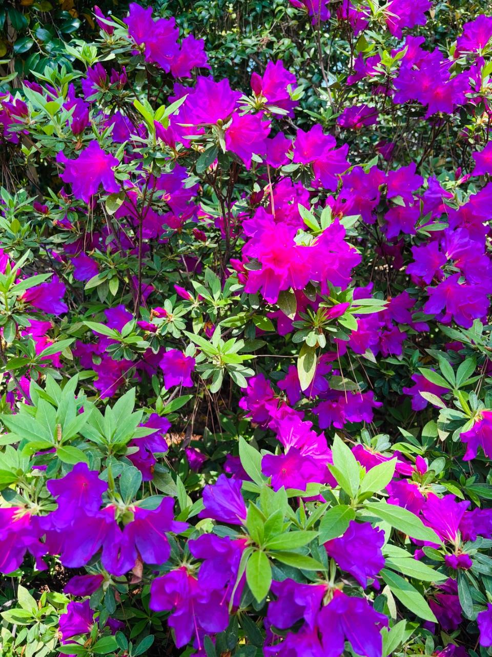 紫の花がたくさん咲いている写真