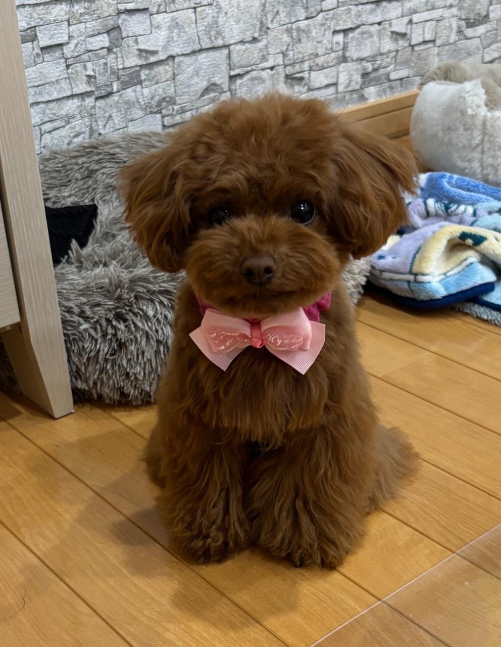 首元にリボンを付けた犬の写真
