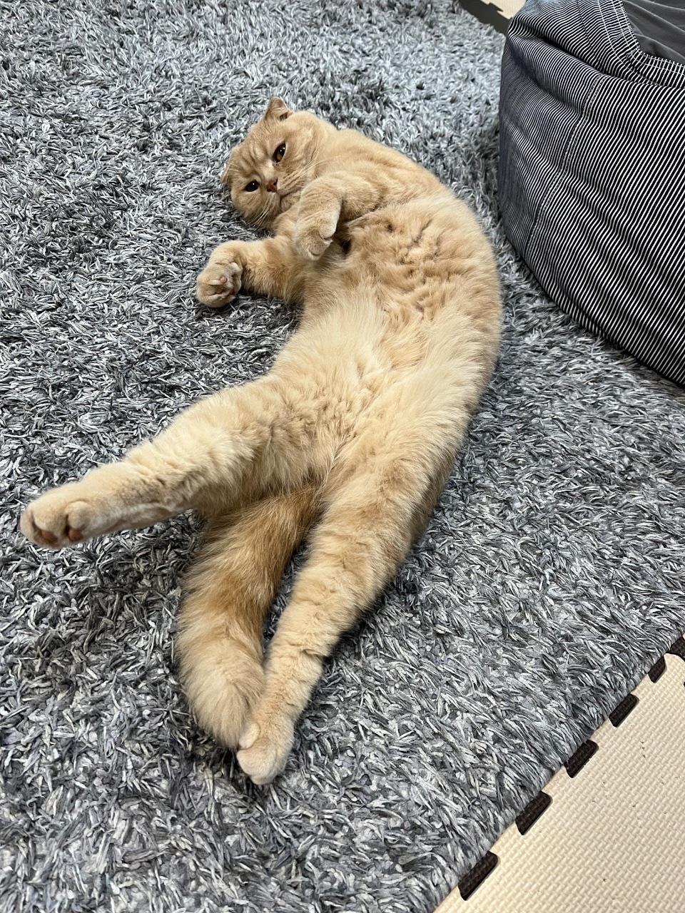 猫がおなかを出して寝ている写真