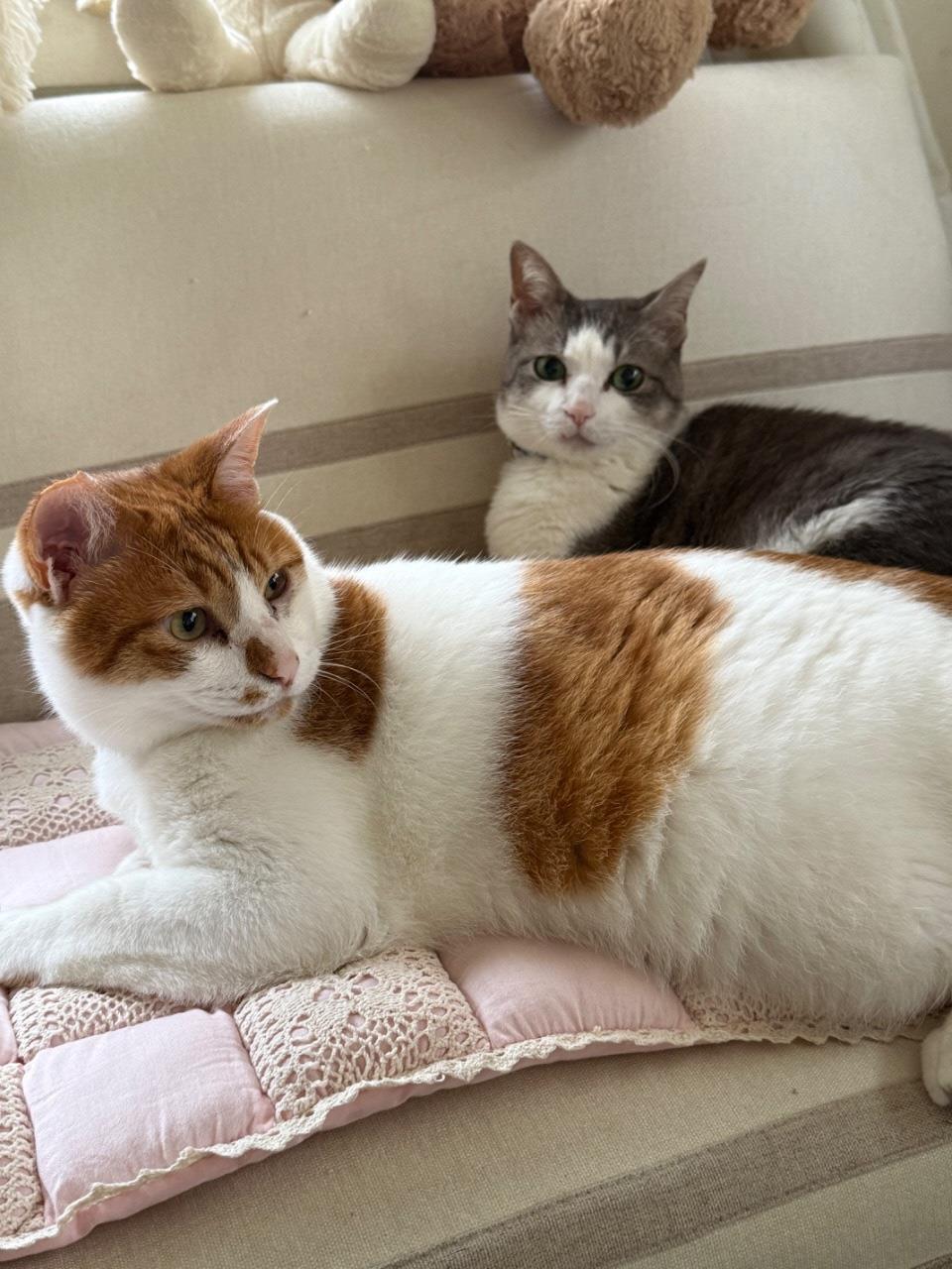 猫が2匹座ってこちらをみている写真