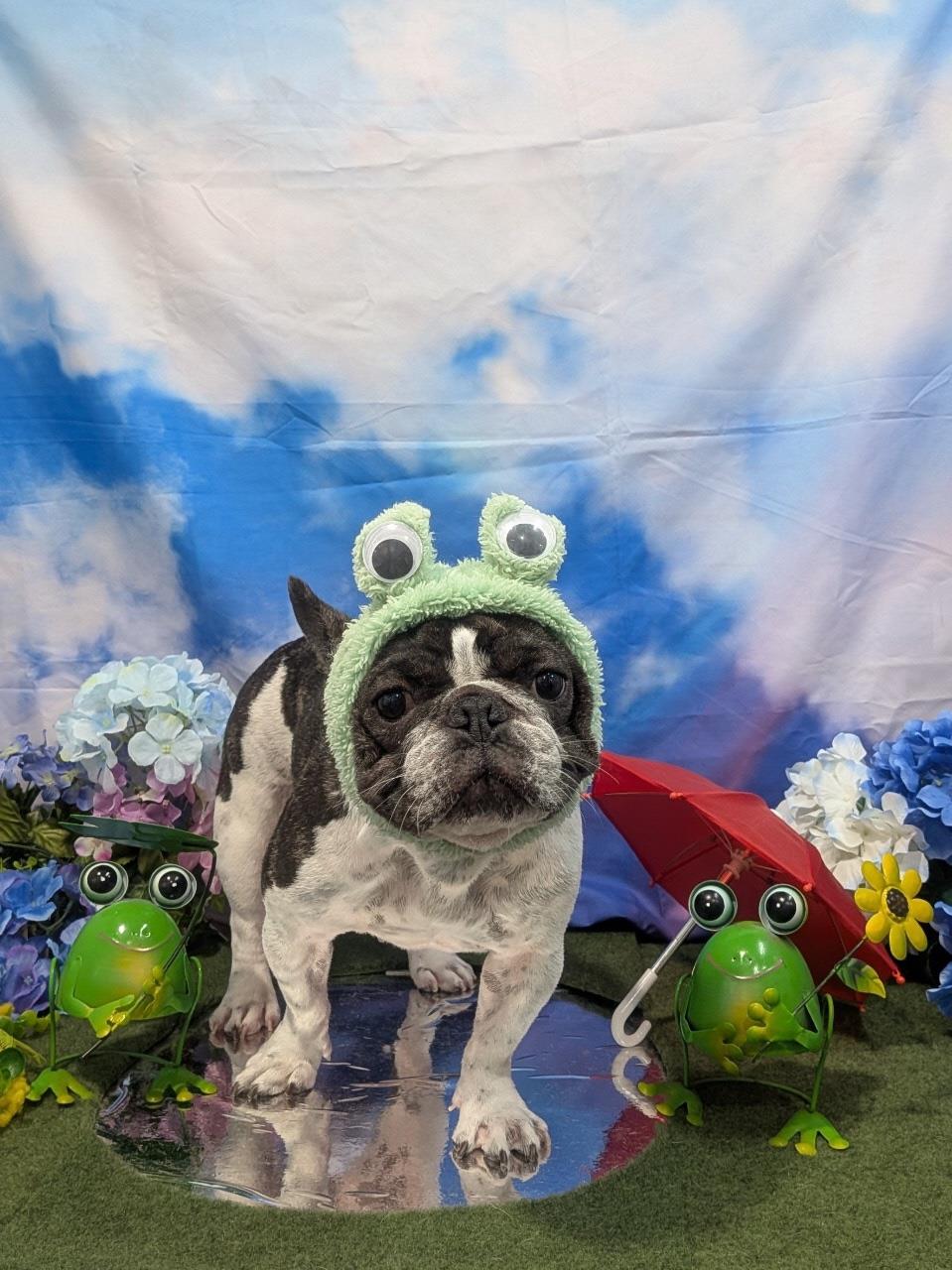 犬がカエルの被り物をしている写真