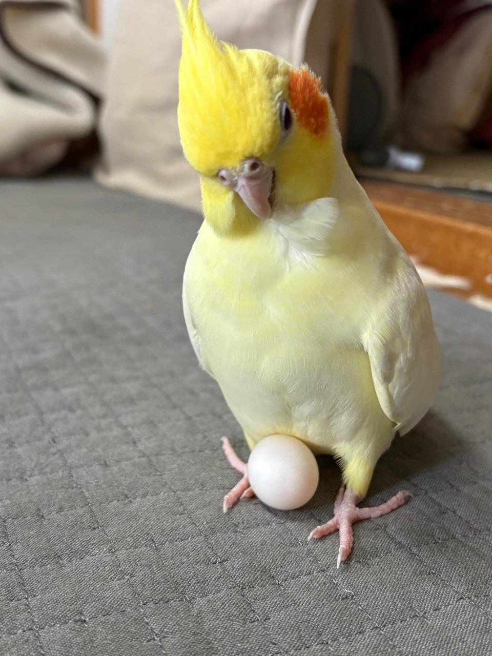 オカメインコの写真