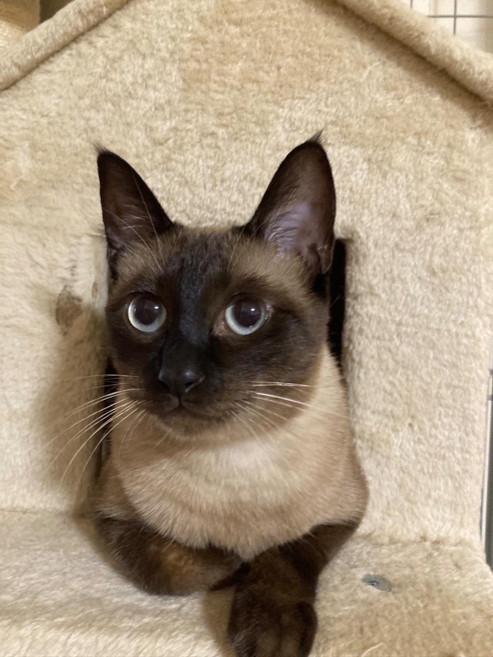 黒白の猫の写真