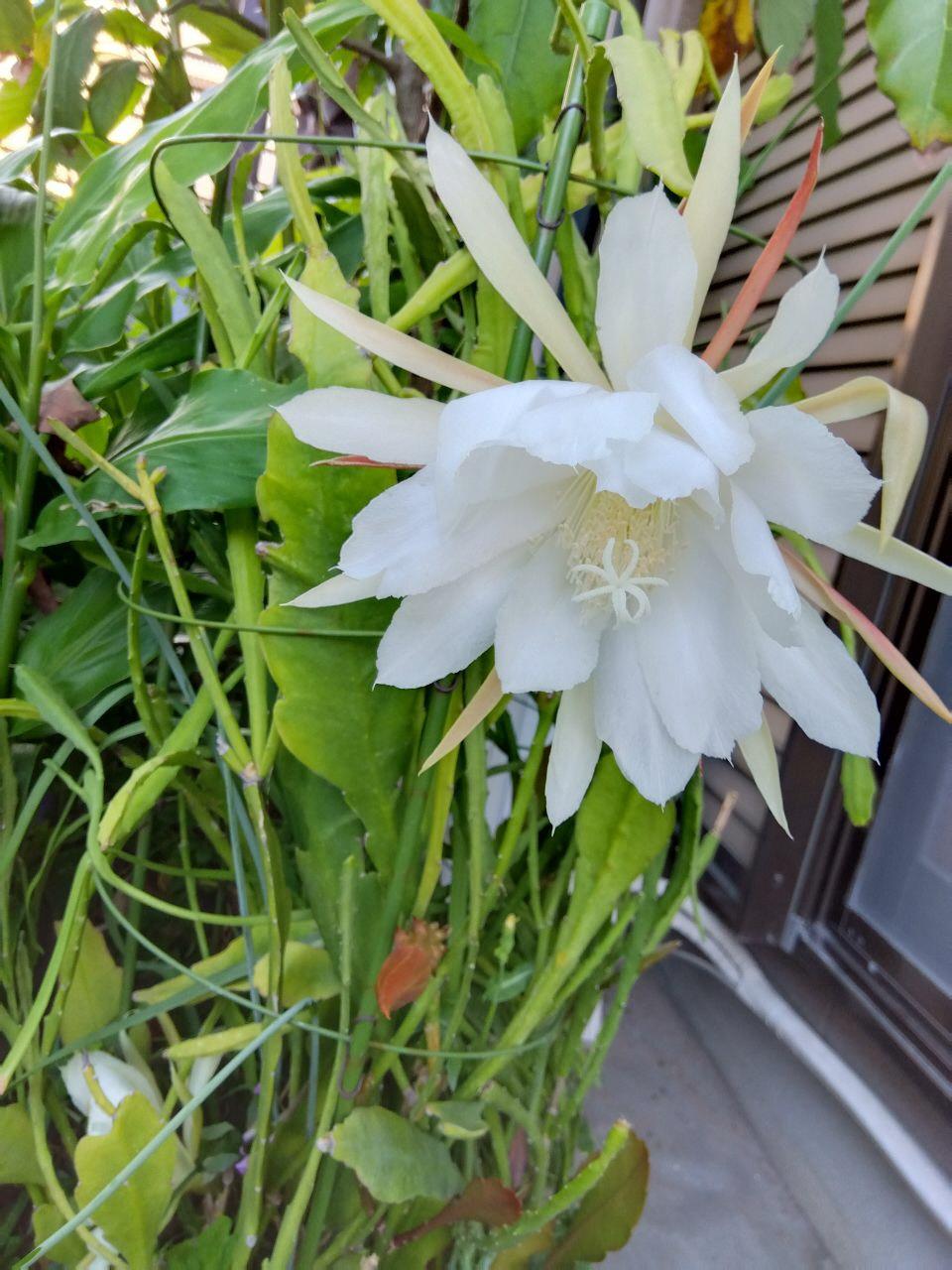 白い花のアップの写真
