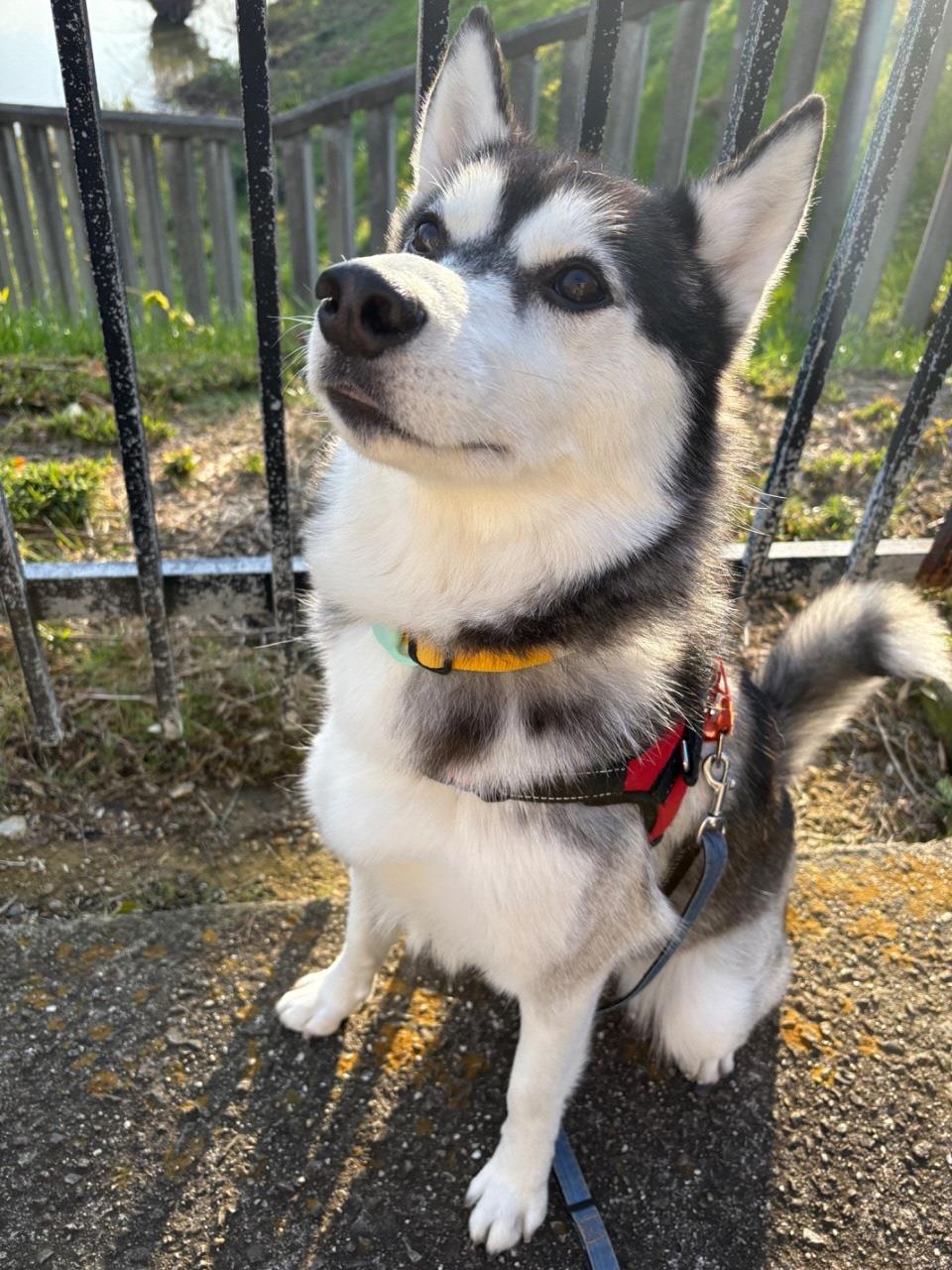 犬が座って上を向いている写真