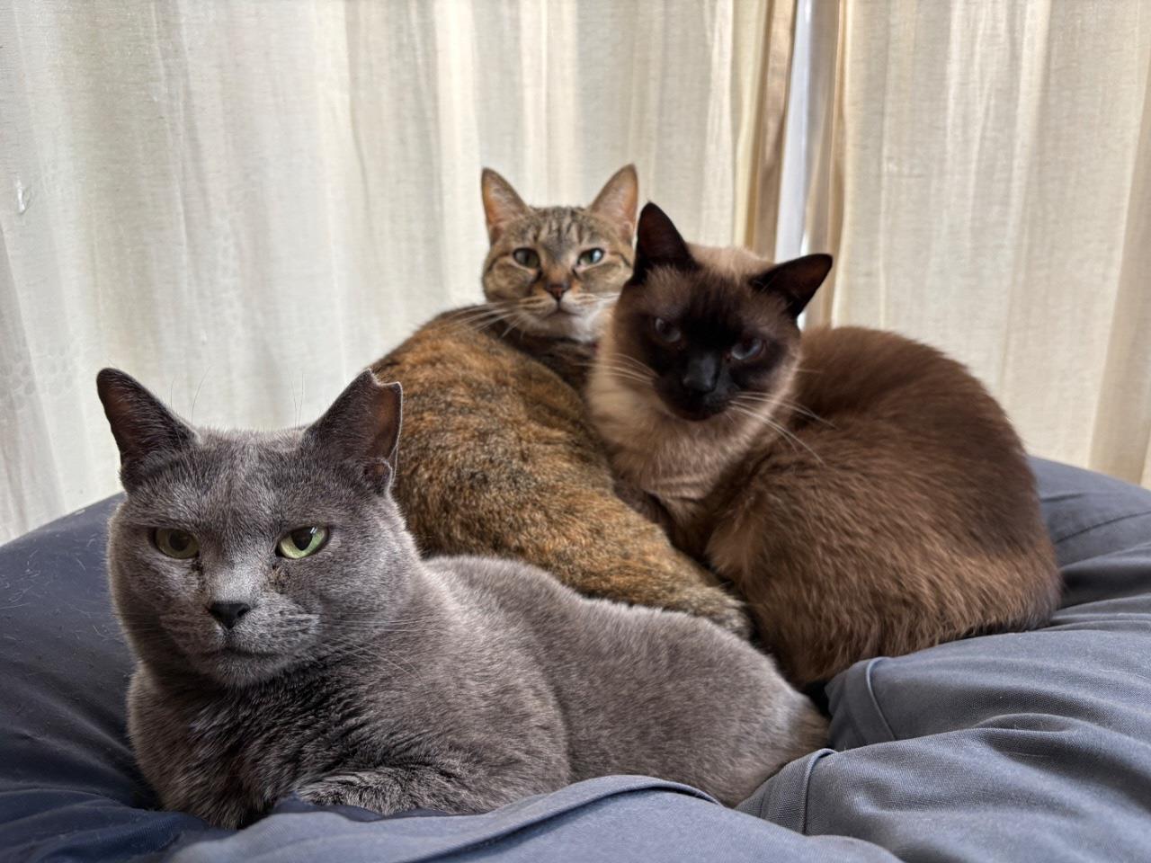 猫が3匹重なって座っている写真