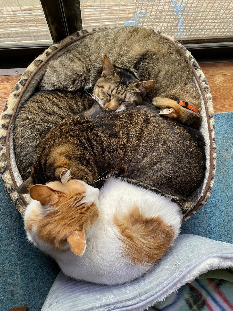猫4匹が丸まって寝ている写真