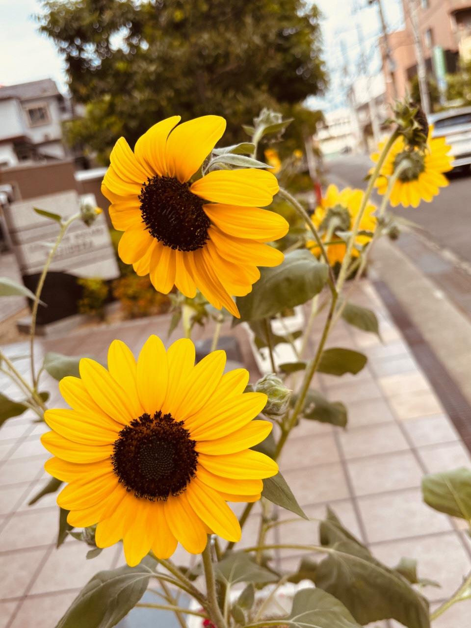 いばりんぼう　と　寂しがり
