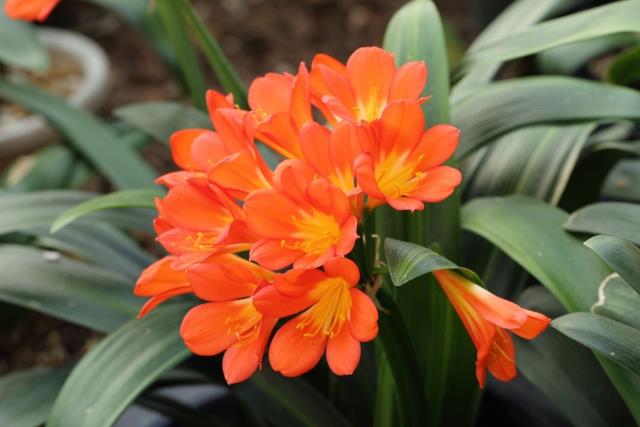 オレンジ色に色つくクンシランの花写真