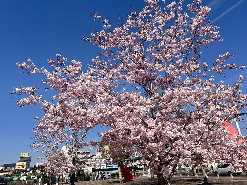 桜見頃2