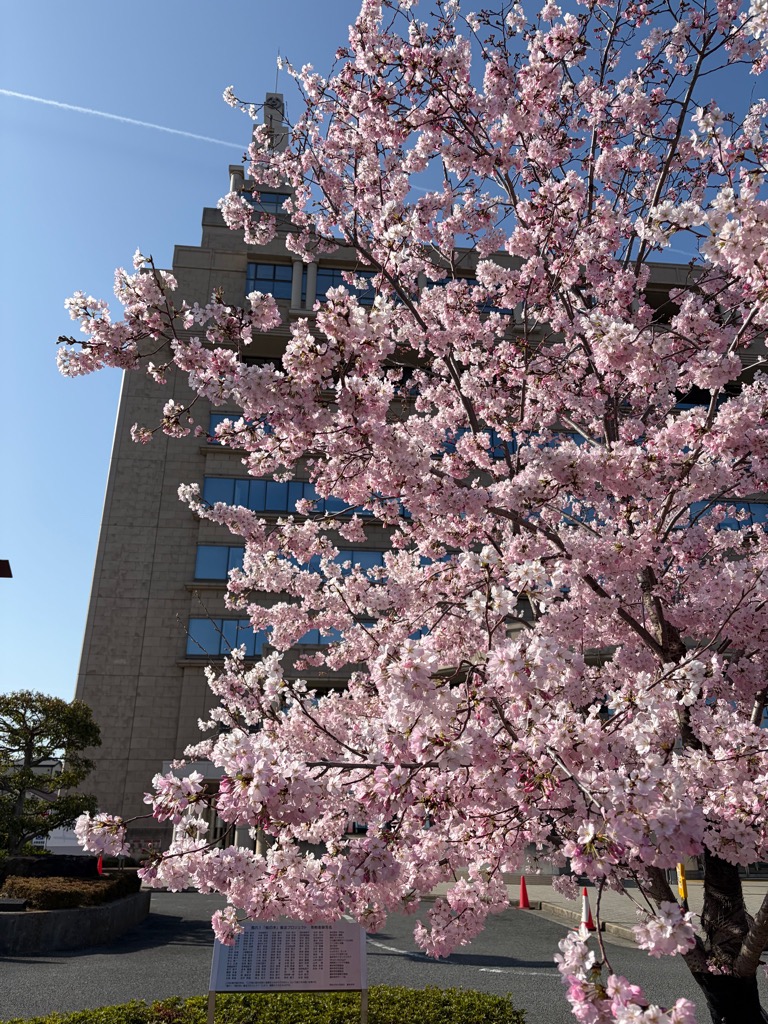 桜見頃1