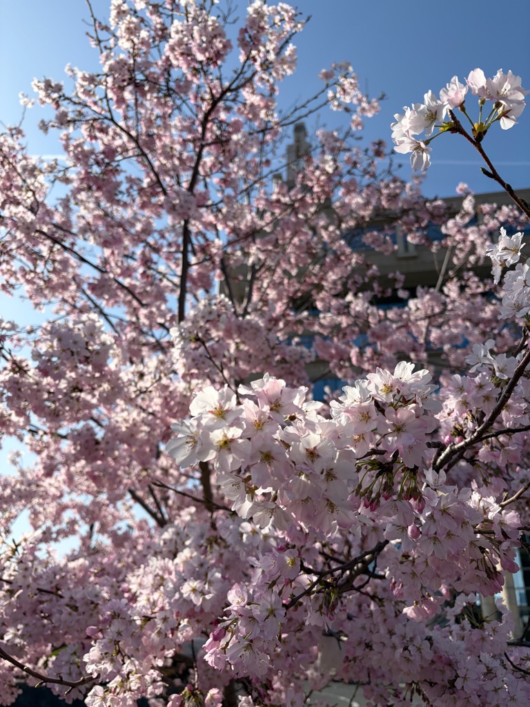 桜見頃3