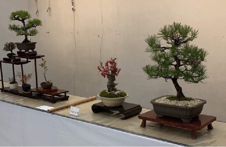 bonsai