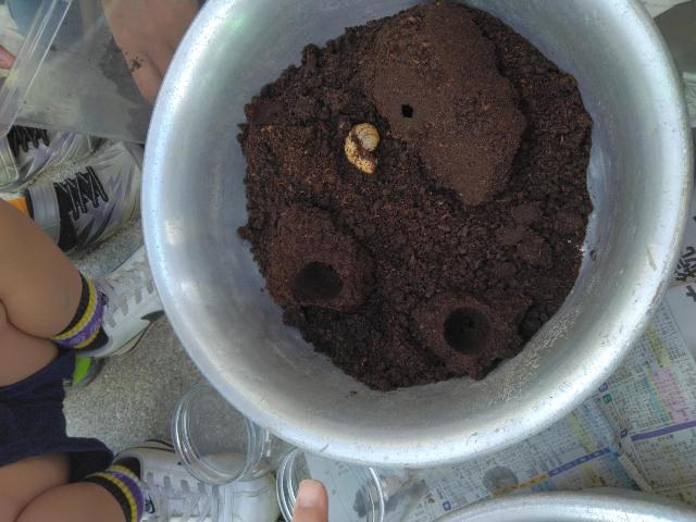 カブトムシがさなぎになるための穴を掘っています。