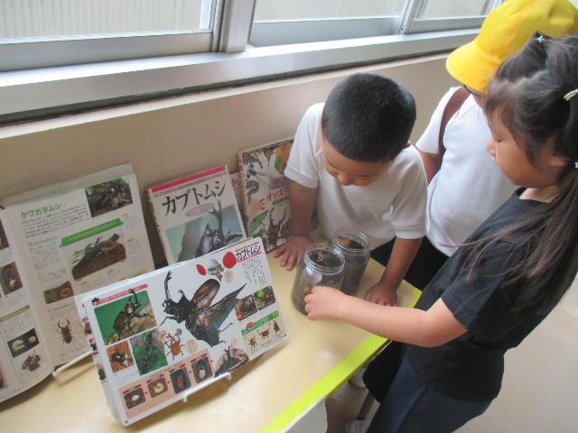 カブトムシの成長を優しく見守っています。