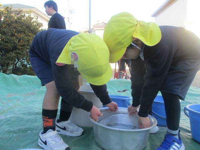 たらいに張った水が氷になっているのを必死で取り出そうとしています。