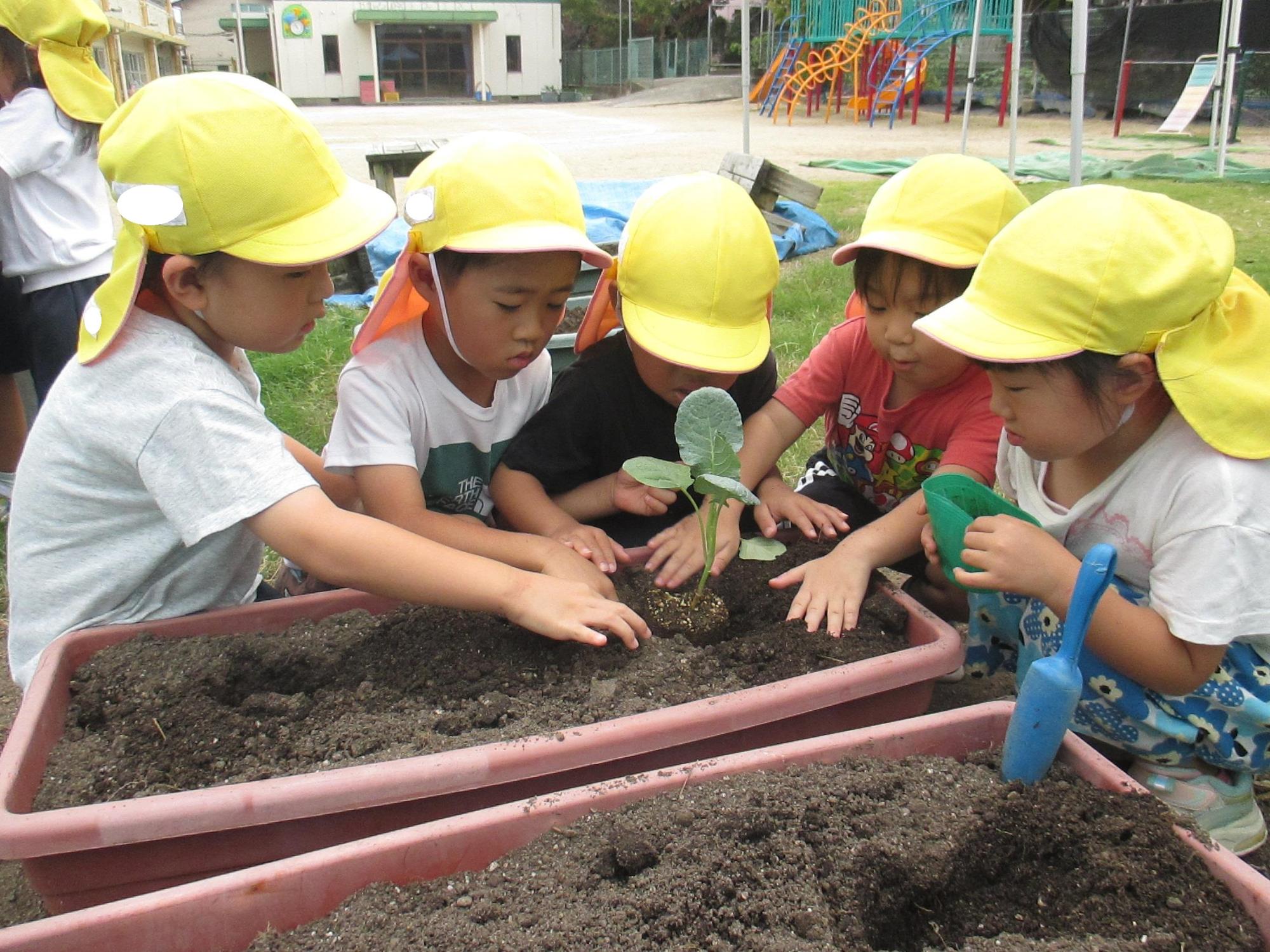 ブロッコリーの苗を植えている