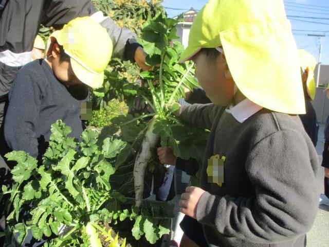 9月に撒いた大根の種が育ってみんなで大根を収穫しました。