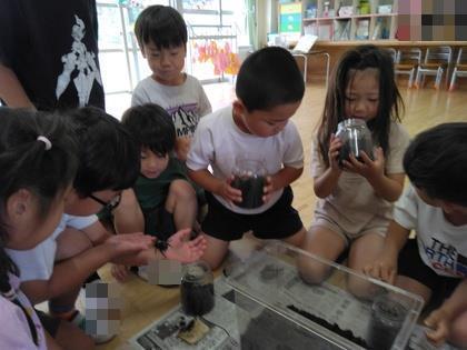 脱皮したカブトムシを広い部屋に引っ越しさせる準備をしています。