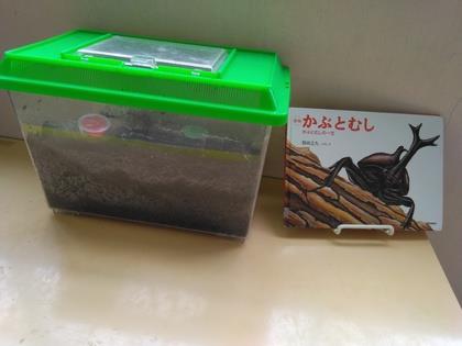 広い部屋に移動させてまた、カブトムシの飼育が始まります。
