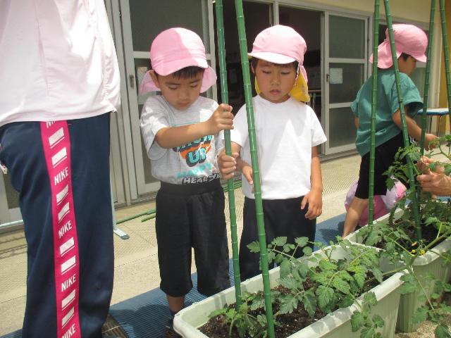 苗から植えた野菜がどんどん大きくなって、茎が倒れないように　支柱を立てています。