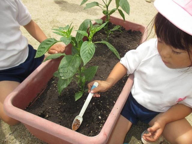 大きく育てるには、肥料もあげることが必要だと知り、丁寧に与えています。