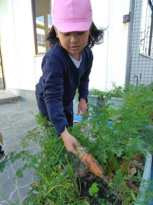 子ども達が種を蒔いて育てたにんじんを収穫しています。