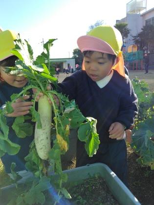育てた大根を友達と一緒に真上に引っ張って抜いています。