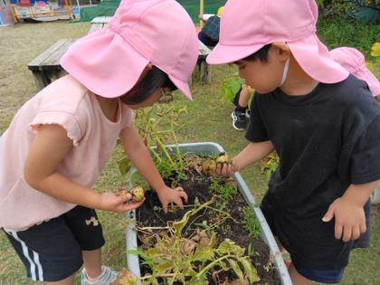 傷つかないようにやさしく掘り起こしています。