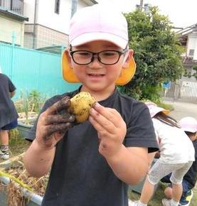 大きなじゃがいもが収穫できました。