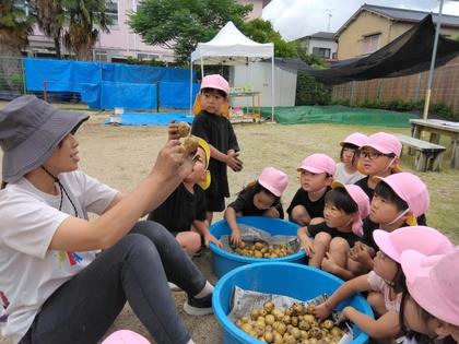 収穫したじゃがいもの形や大きさを見比べています。